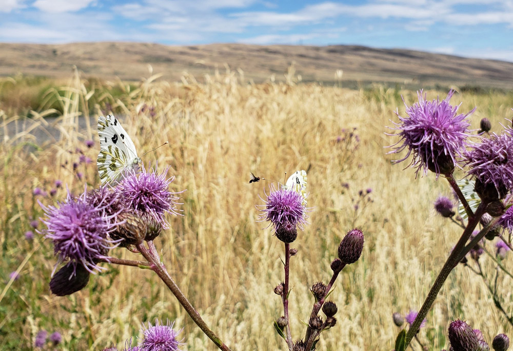 thistle and moth